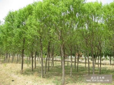 旱柳、絳柳、龍爪柳的生物特性與綜合養殖技術及種植咨詢指南