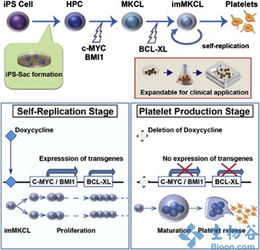新干細(xì)胞技術(shù)突破 規(guī)?；a(chǎn)血小板，為臨床輸血注入新希望